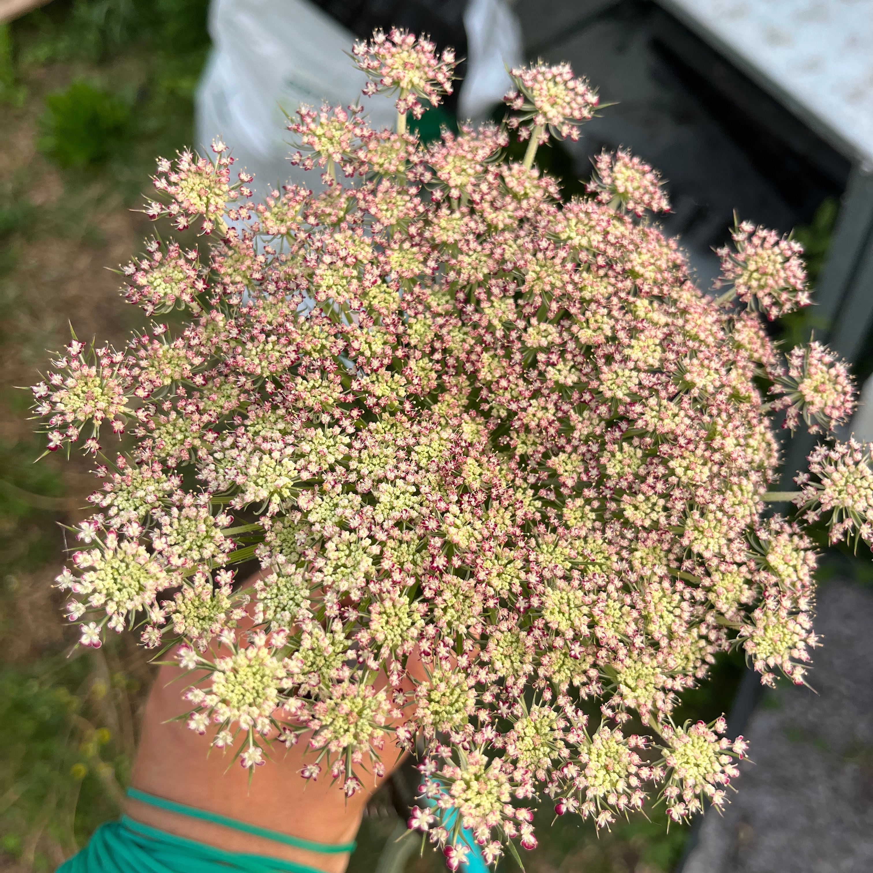 DAUCUS Dara