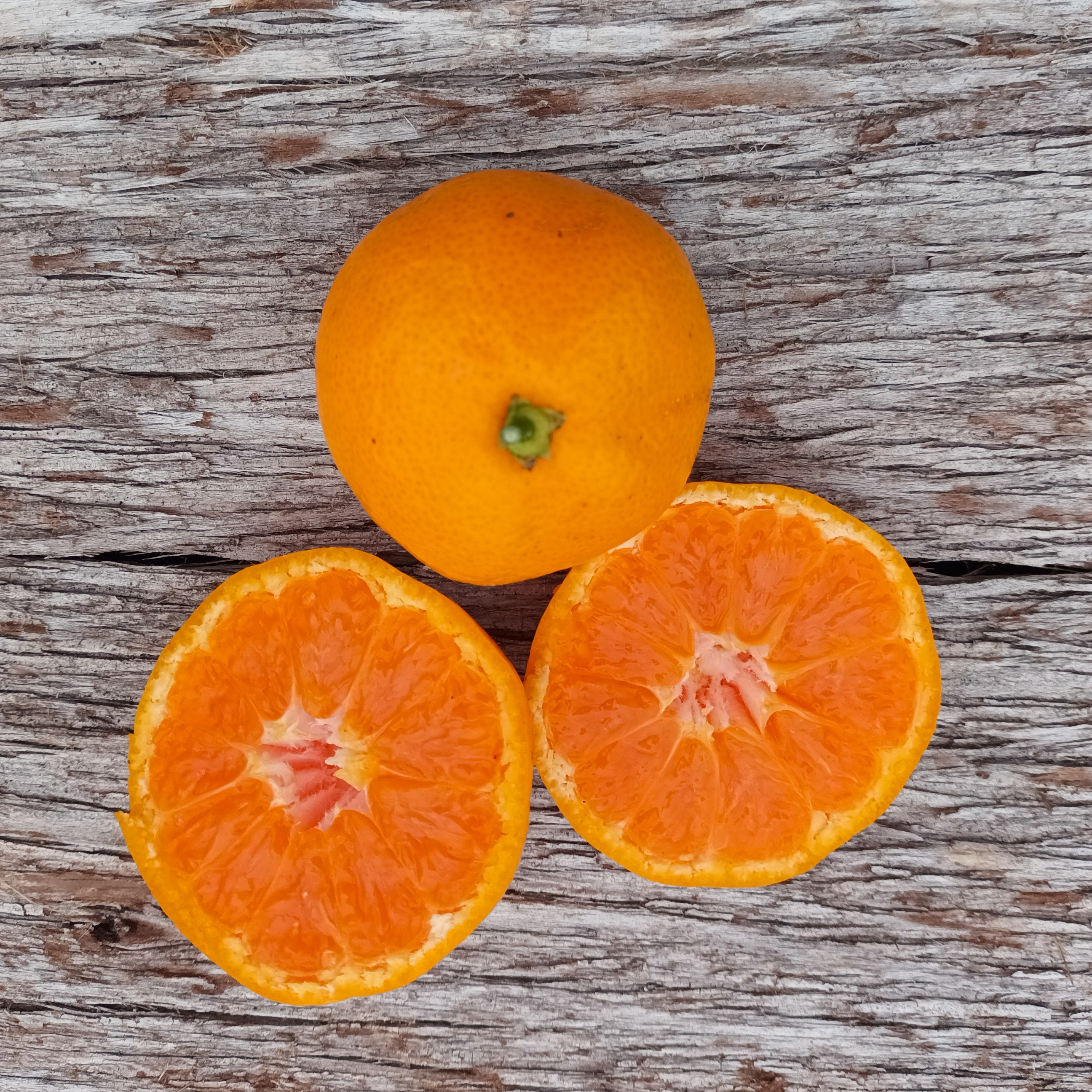 Mandarinier satsuma Wase - 3l