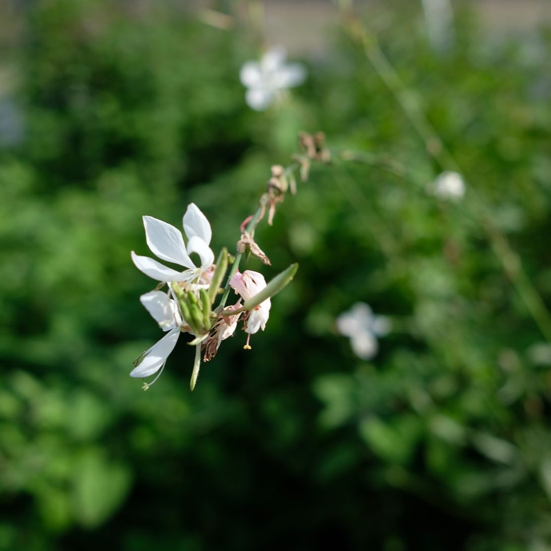 Gaura de Lindheimer