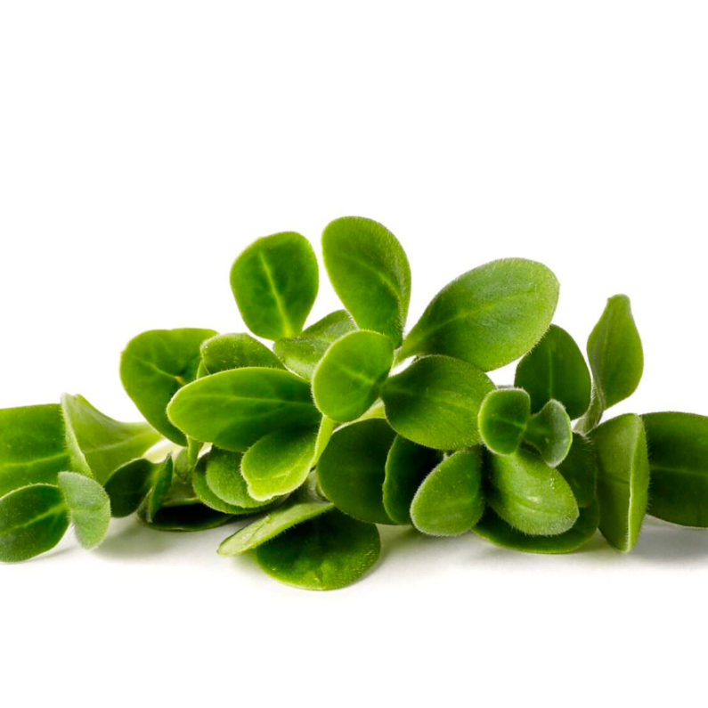 Bourrache baby - 10g