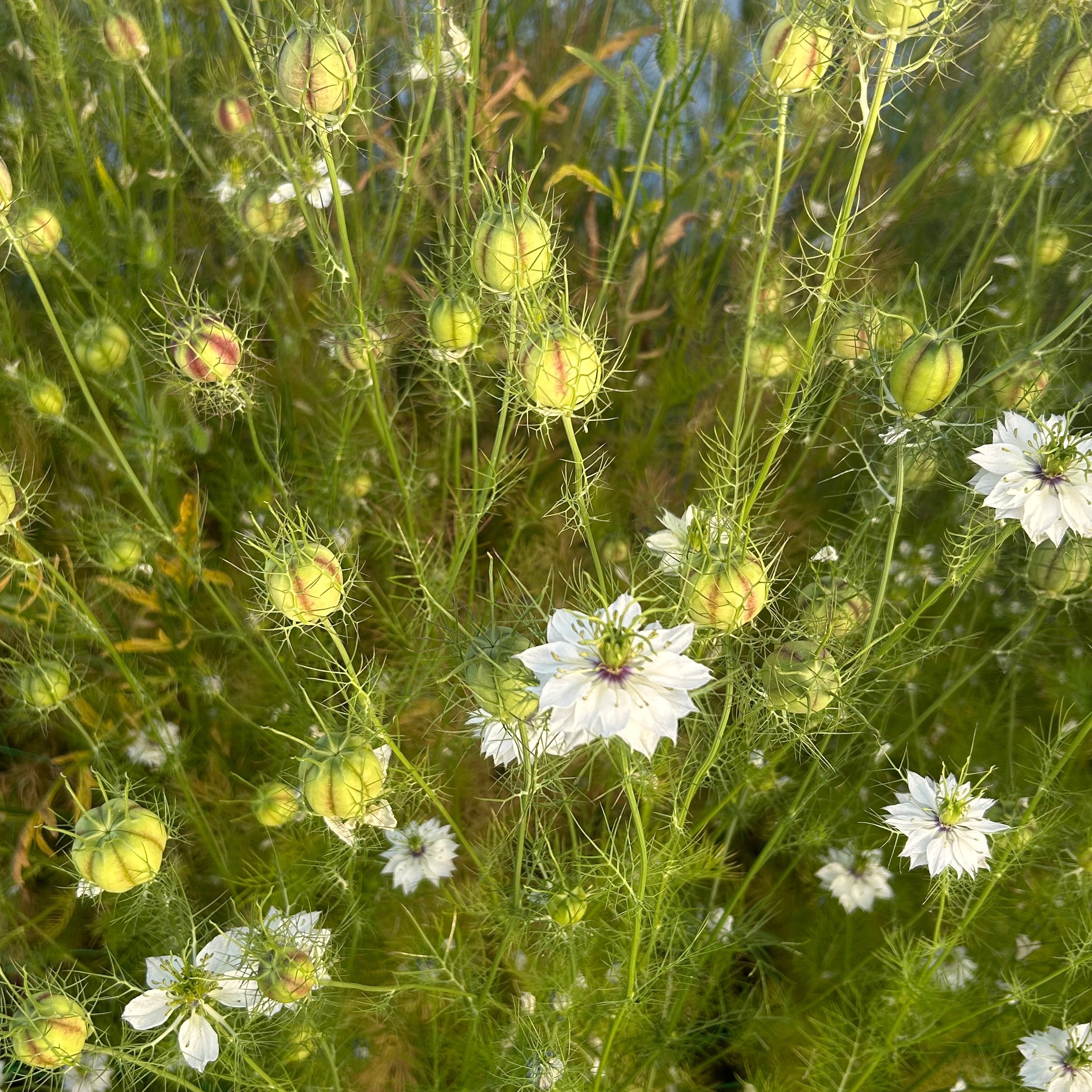 Nigelles des damas (en capsule)