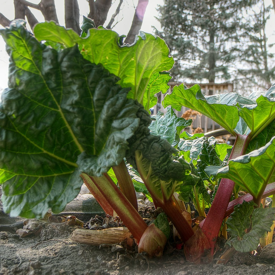 Rhubarbe géante Victoria  en pot 1 litre