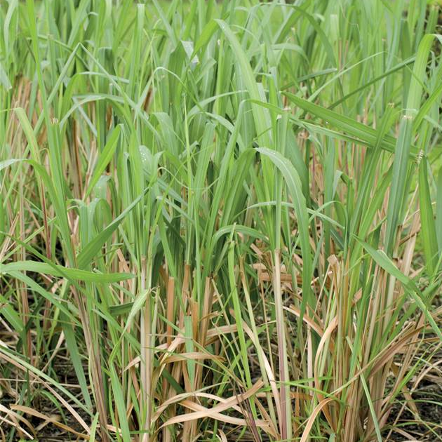 CITRONELLE DE MADAGASCAR