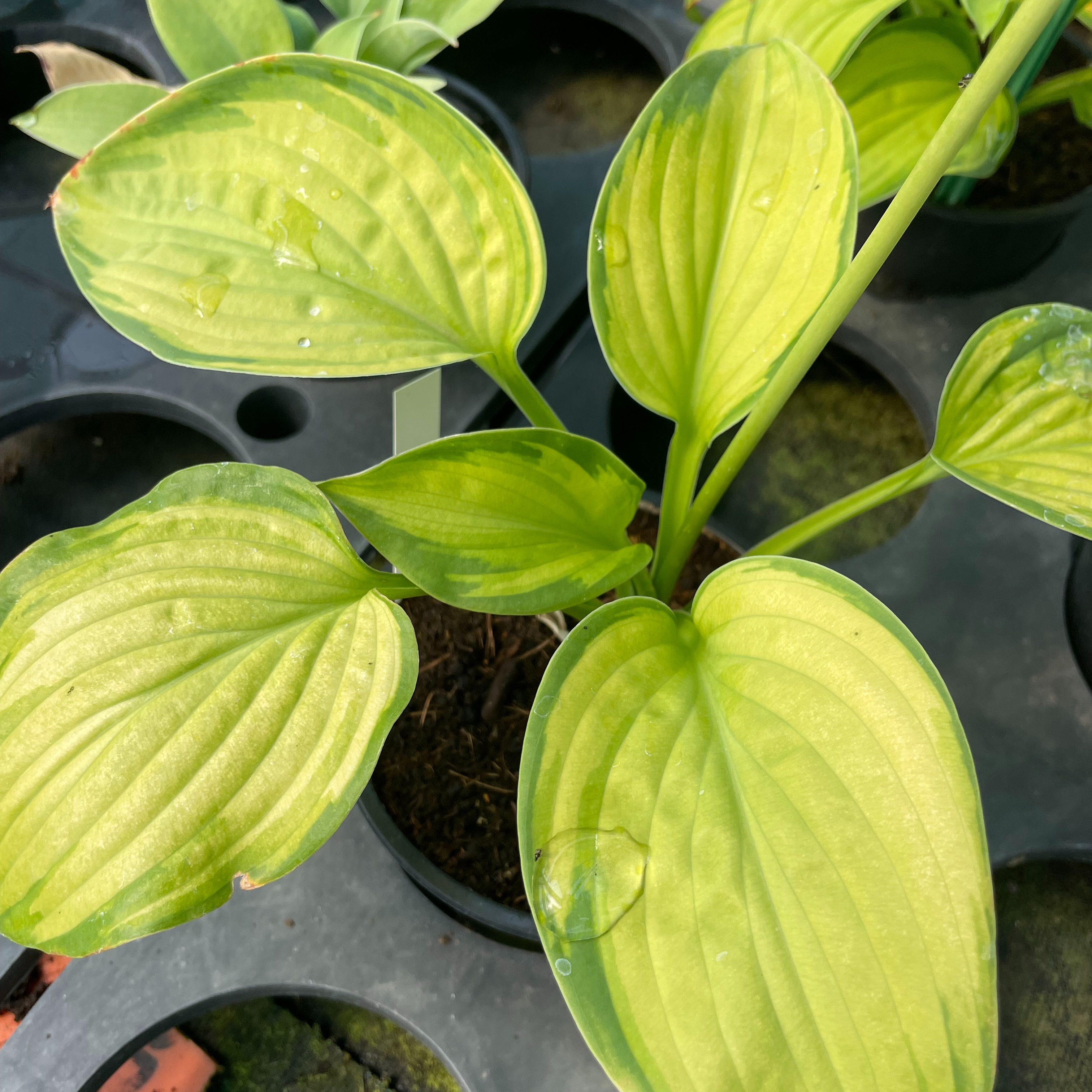 Hosta ‘Stained Glass’