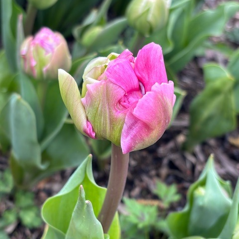 Tulipe perroquet