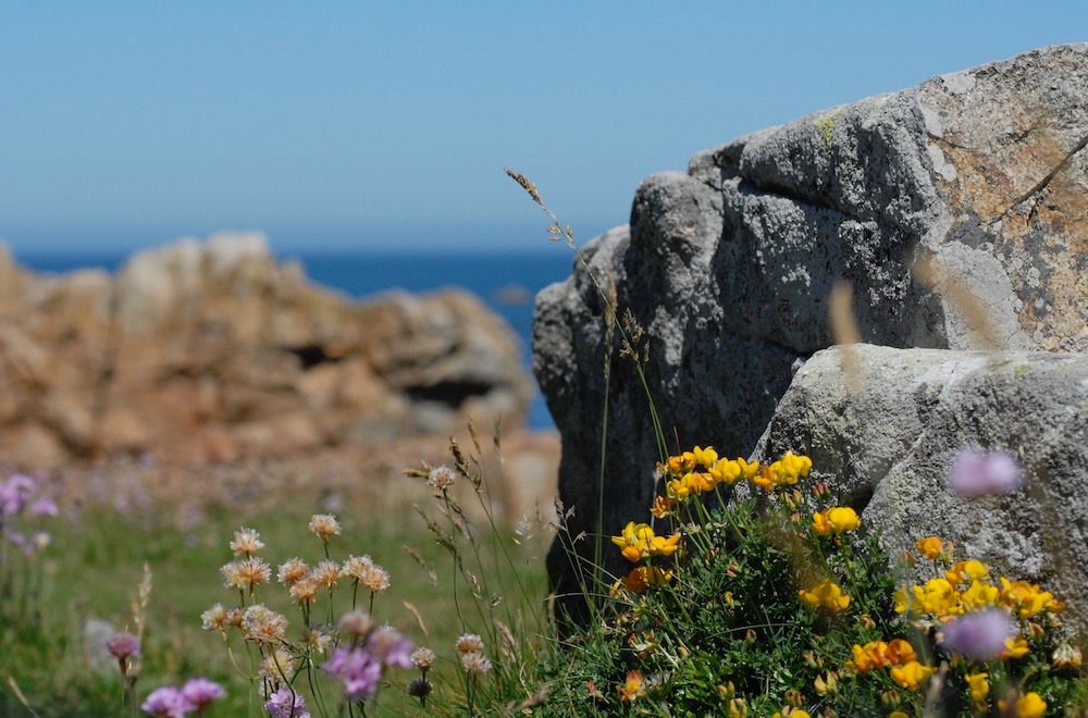 sortie Phyt'Ô logique - 2 août 2026