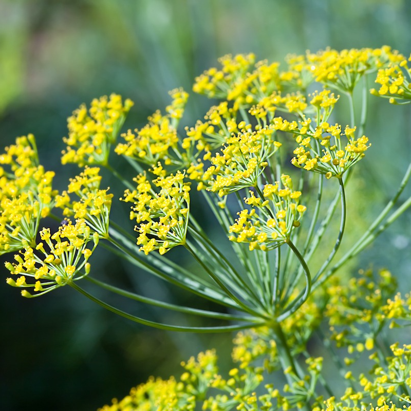 Fleurs de fenouil (par 10)