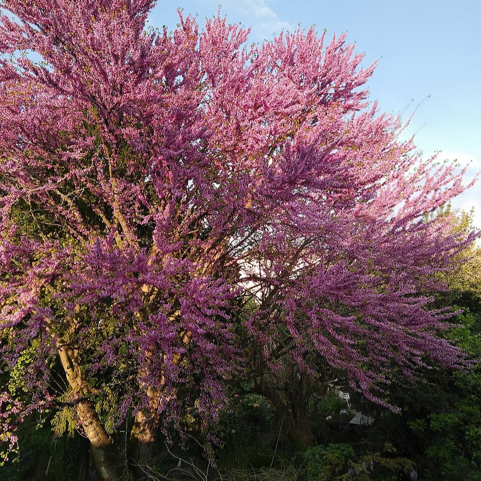 Arbre de Judée Racines nues / Supérieur à 1,5m