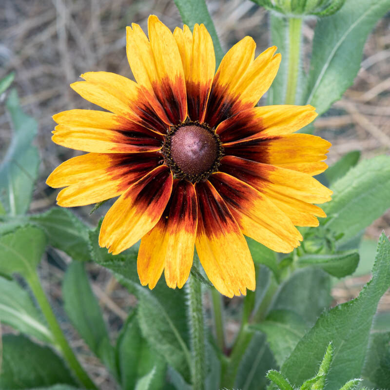 Plants fleurs- Rudbeckia Cappucino