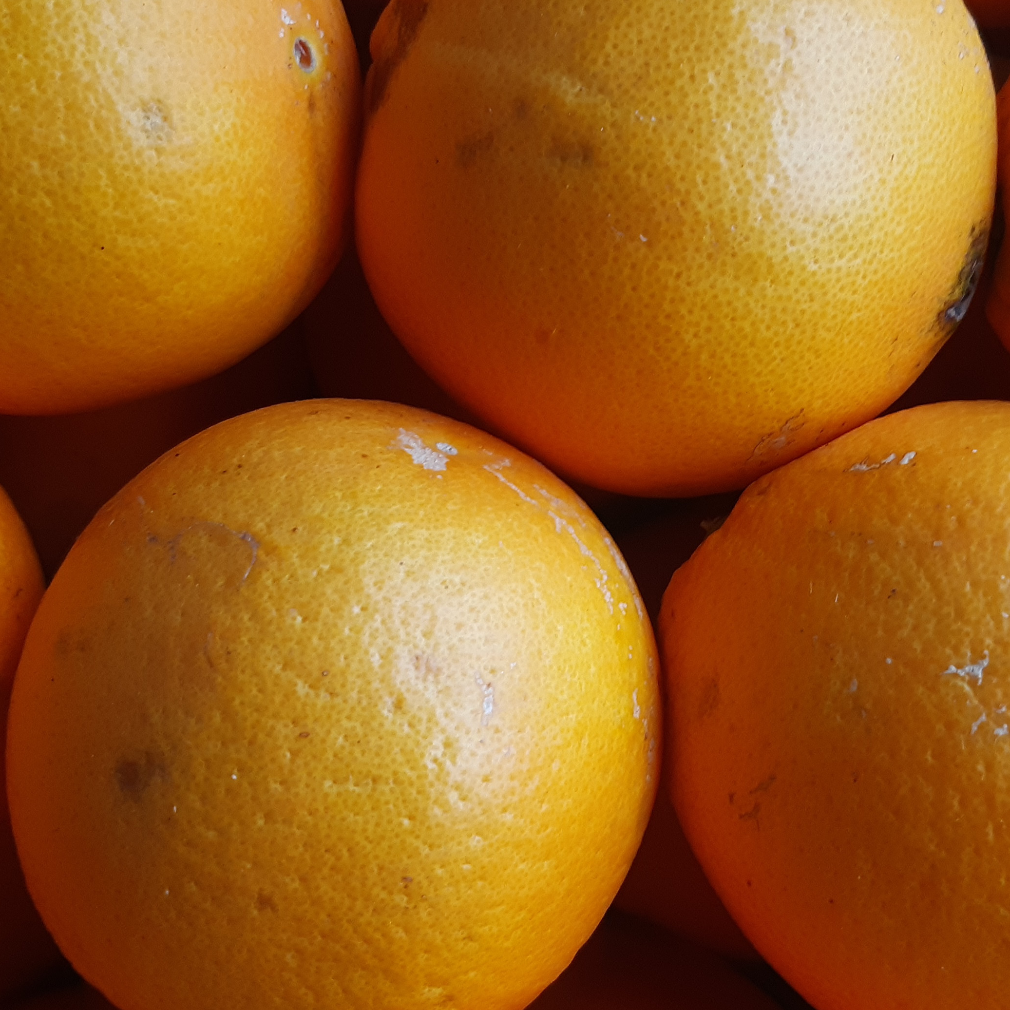 ORANGE NAVELINA AOP - 500g