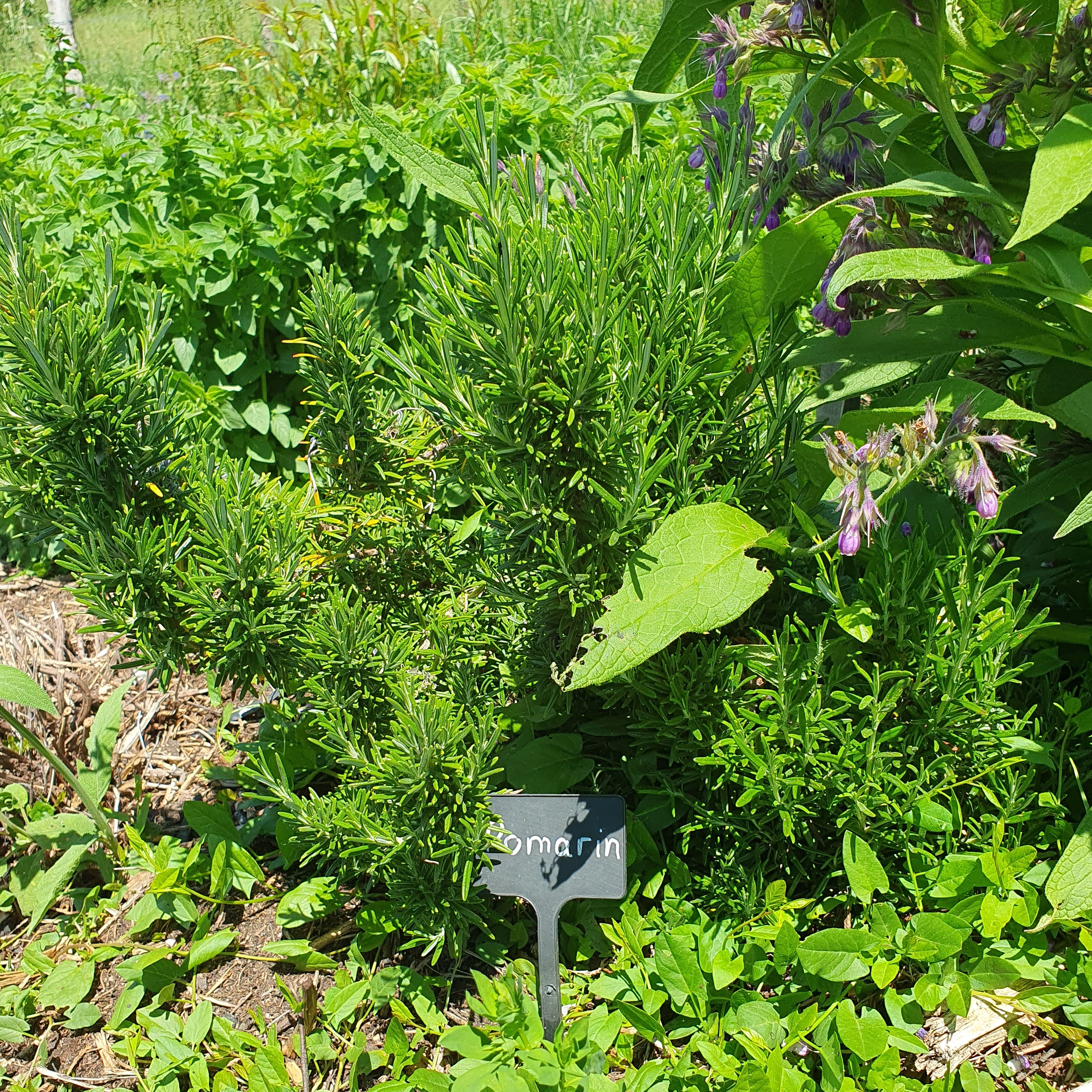 Romarin (bouquet)