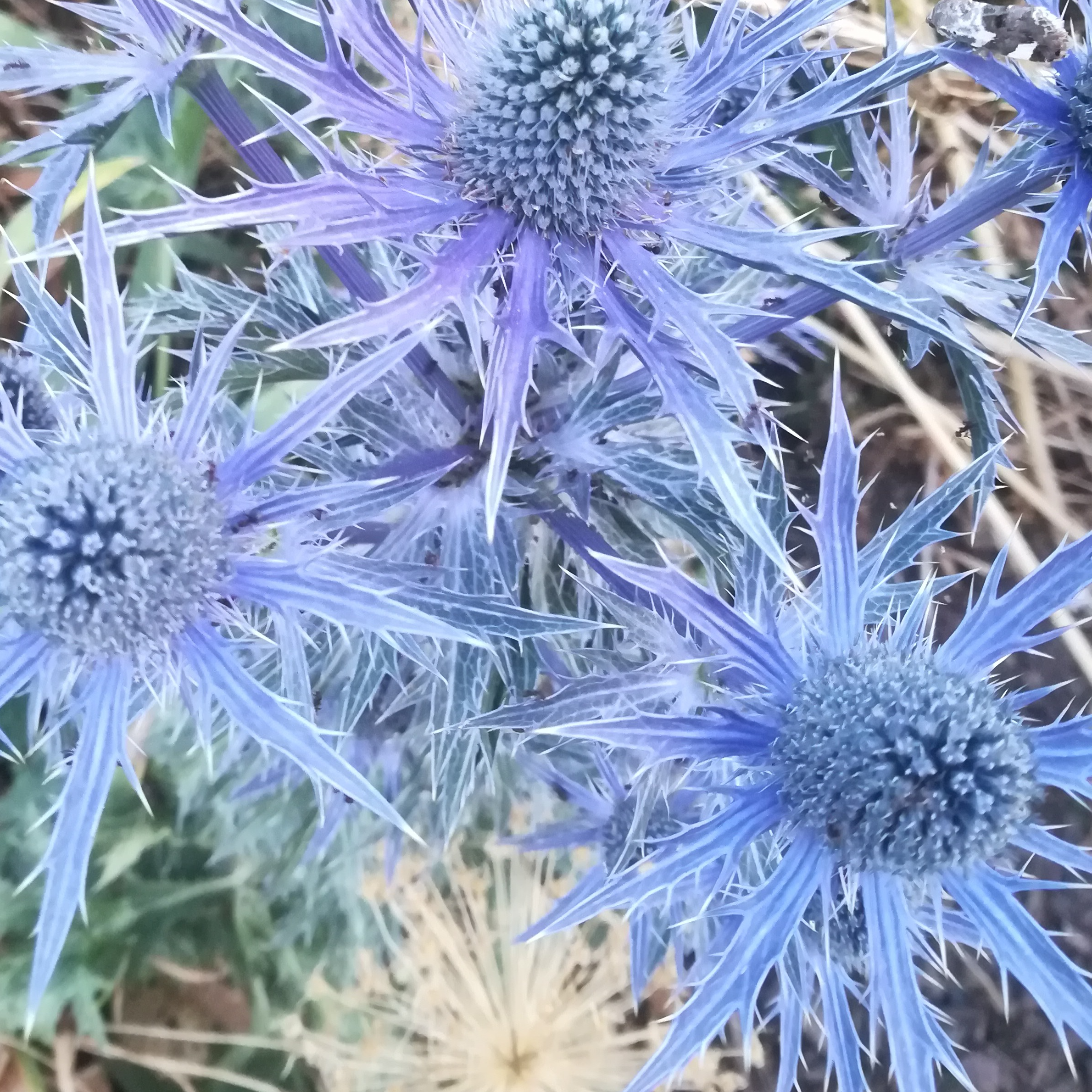 Eryngium planum