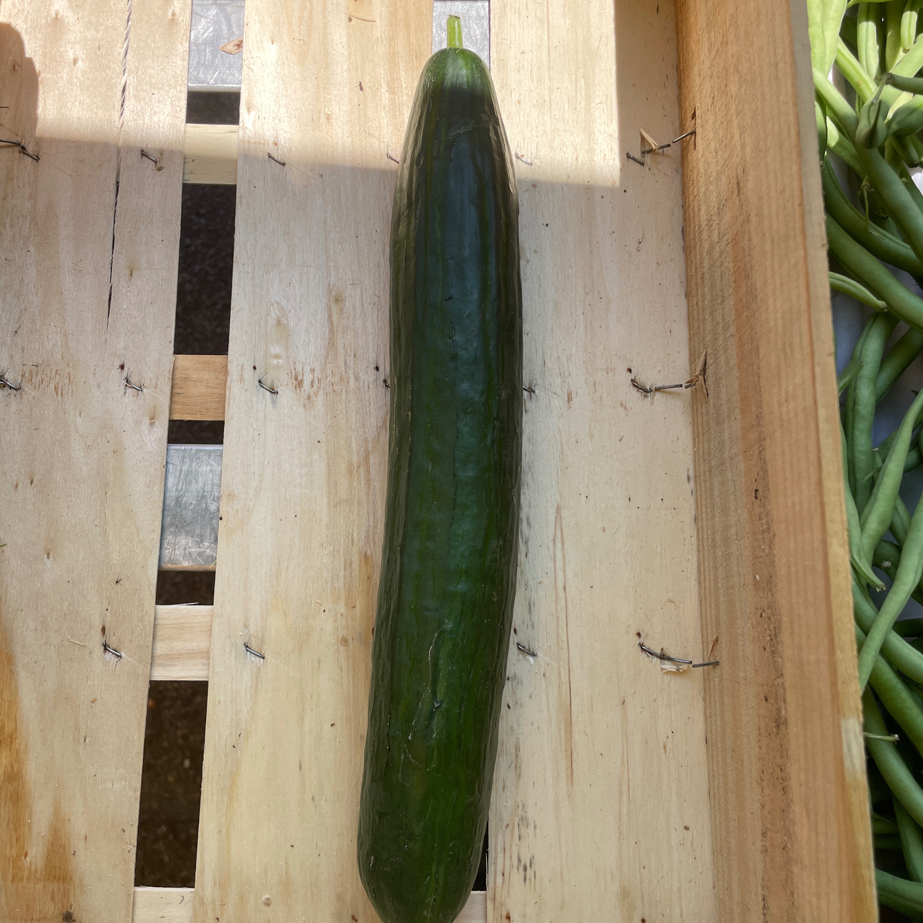 Concombre long