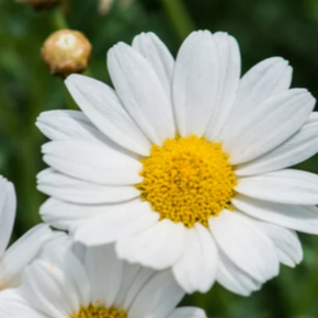 Fleurs - Camomille