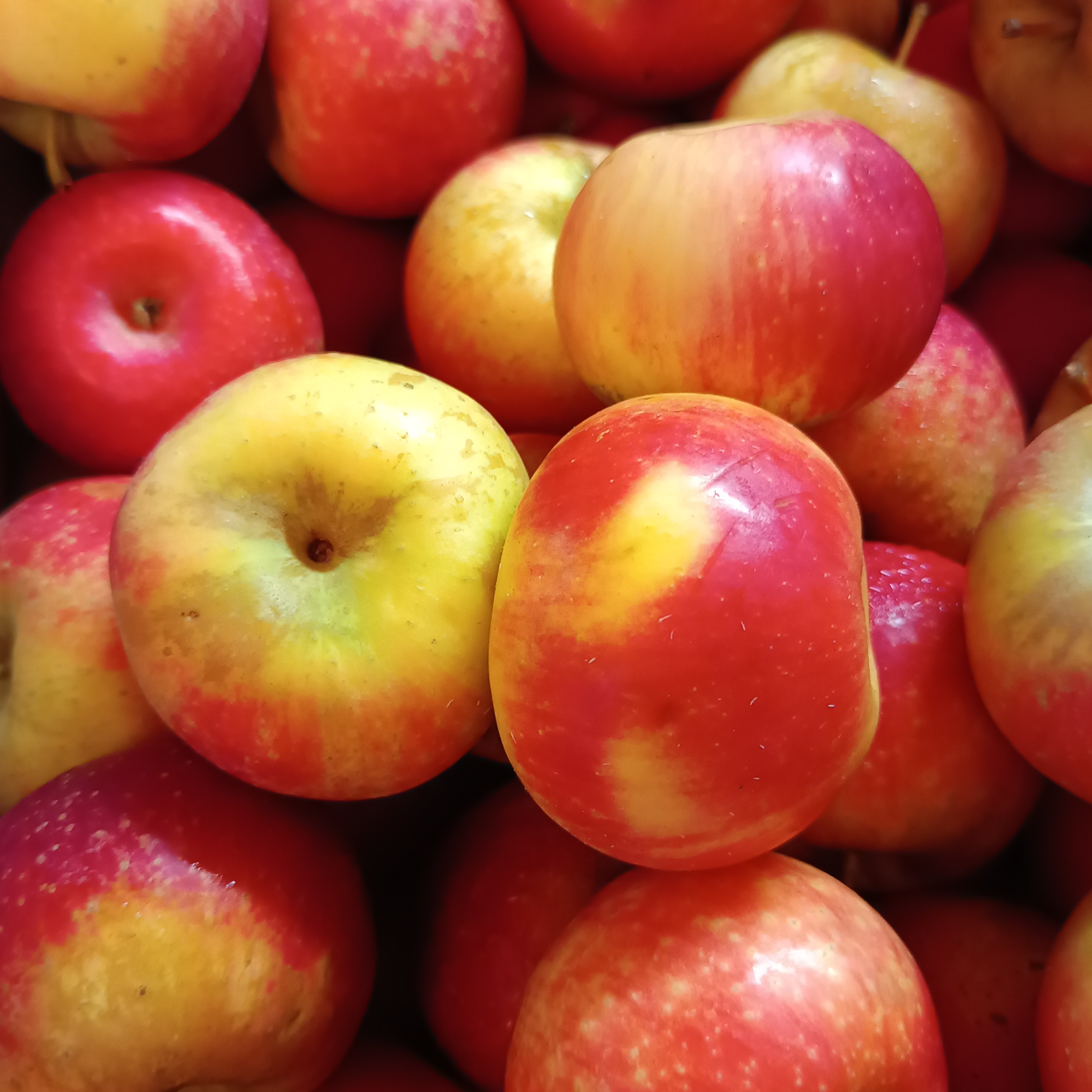 Pomme bicolore Ariane