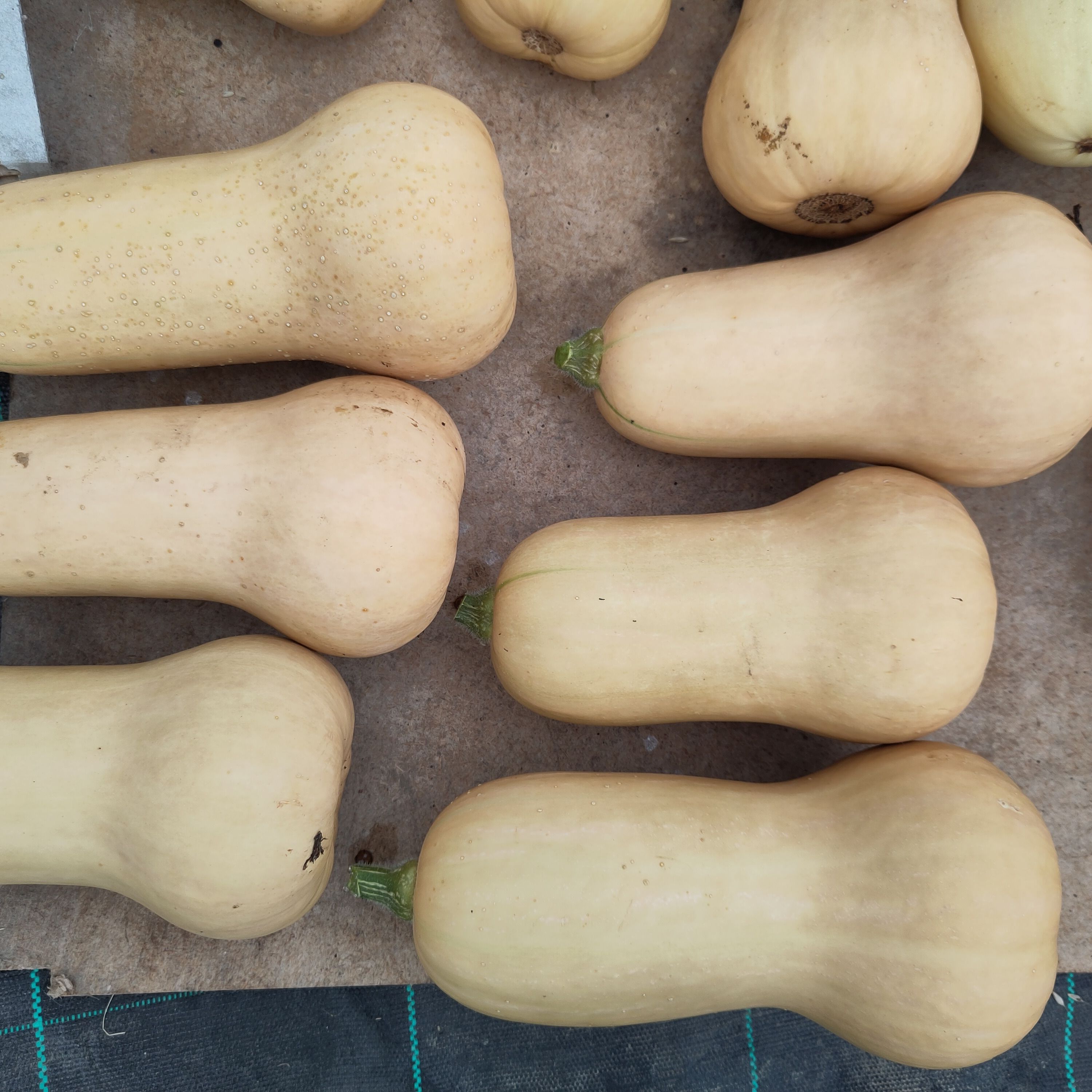 Courge Butternut - 1,3kg