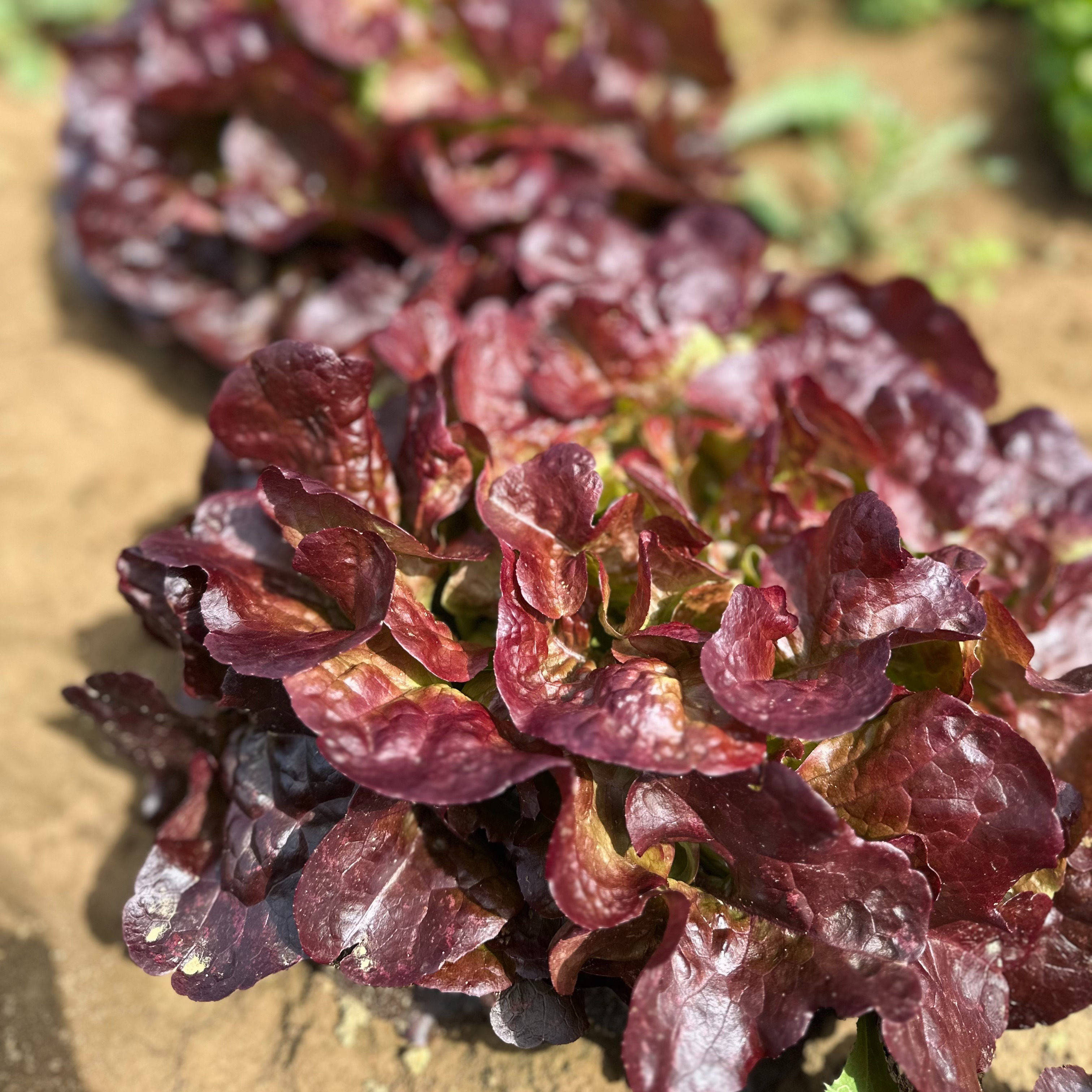 Salade feuille de chêne rouge