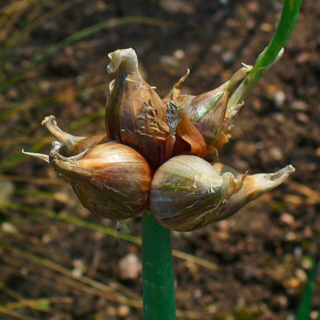 Oignon perpétuel - 5 bulbes