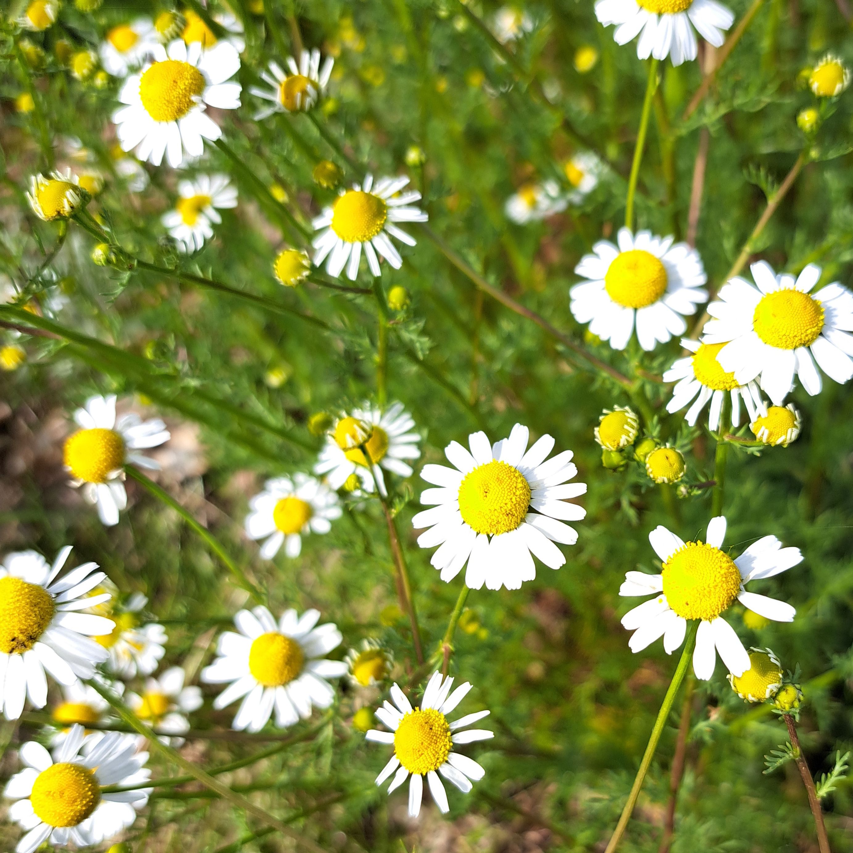 Fleurs comestibles fraiche (barquette)