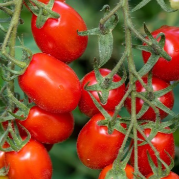 Barquette de 300 gr Tomates cerise