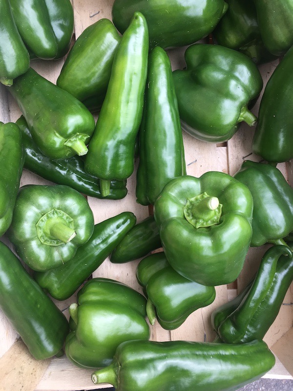 Poivron vert