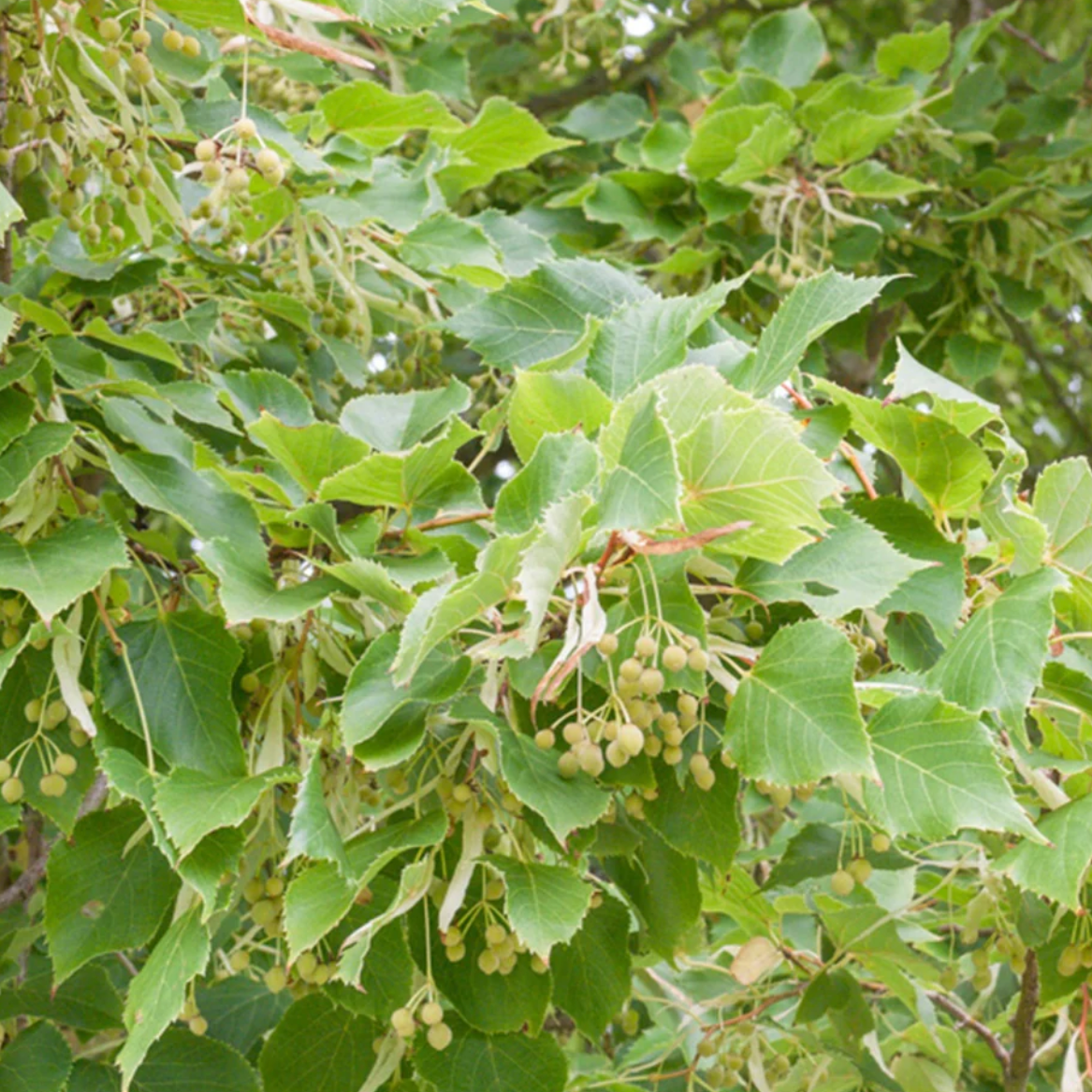 Tilleul à petites feuilles Racines nues / Supérieur à 1m