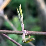 Extrait de bourgeons de cornouiller sanguin - 50ml