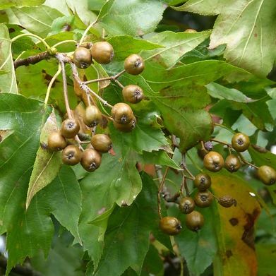 Alisier des Bois (Sorbus torminalis)