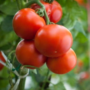 PLANT DE TOMATE ROUGE Matina