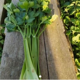 Céleri Branche Bouquet - 500g