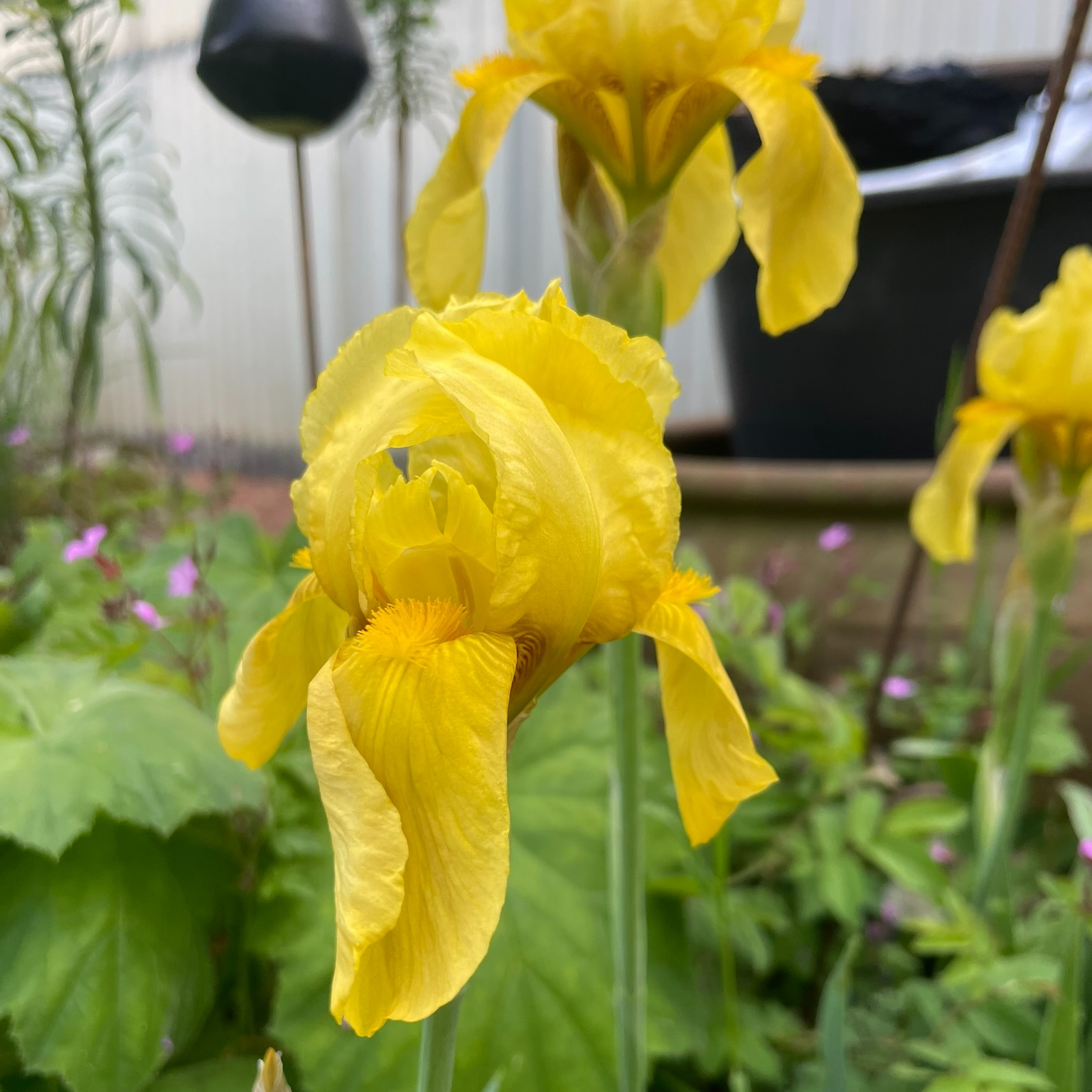 Iris germanica 'Golden Bow'