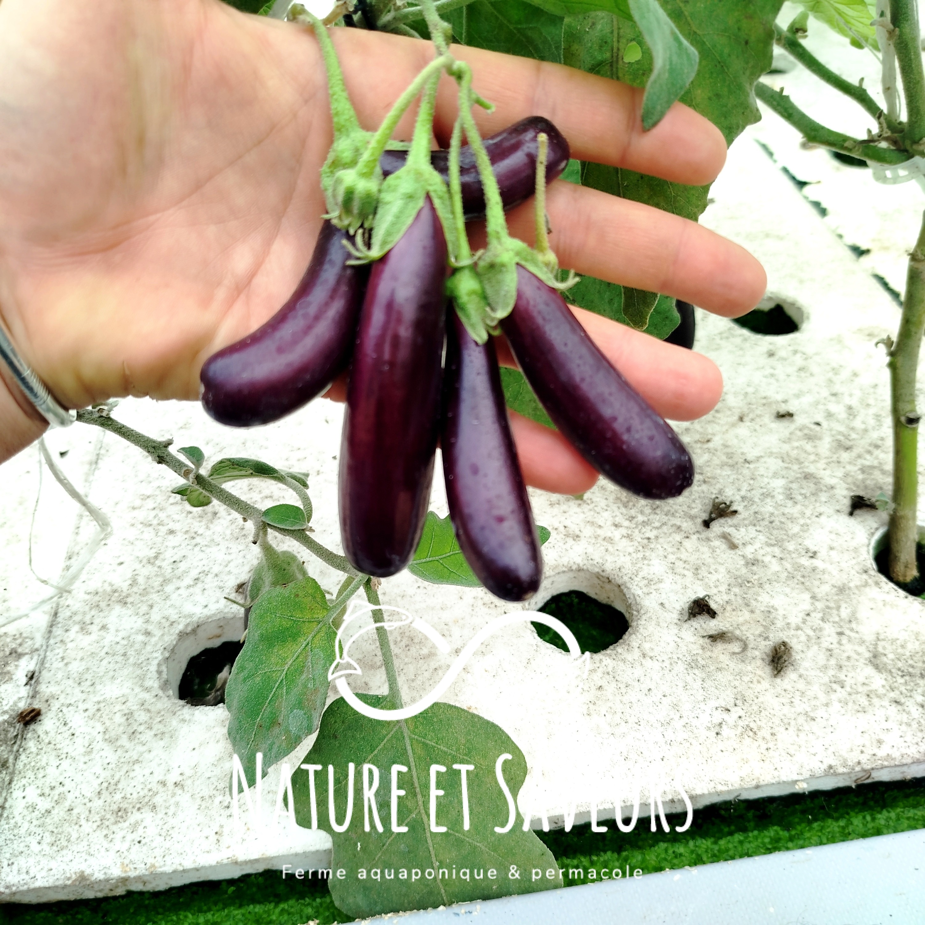 Mini Aubergines Gastronomiques Little Finger (10 pièces) - 300g