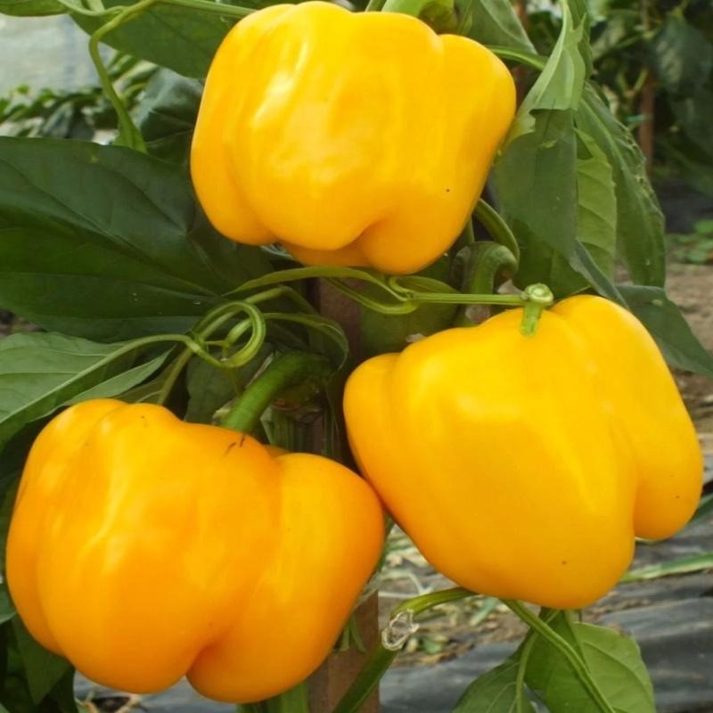 quadrato d’asti giallo