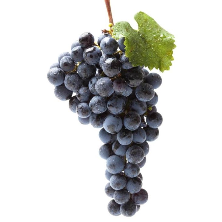RAISIN NOIR PRIMA