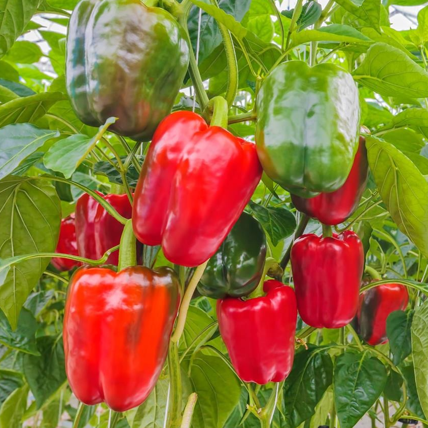 Poivron Yolo wonder en godet 8 cm