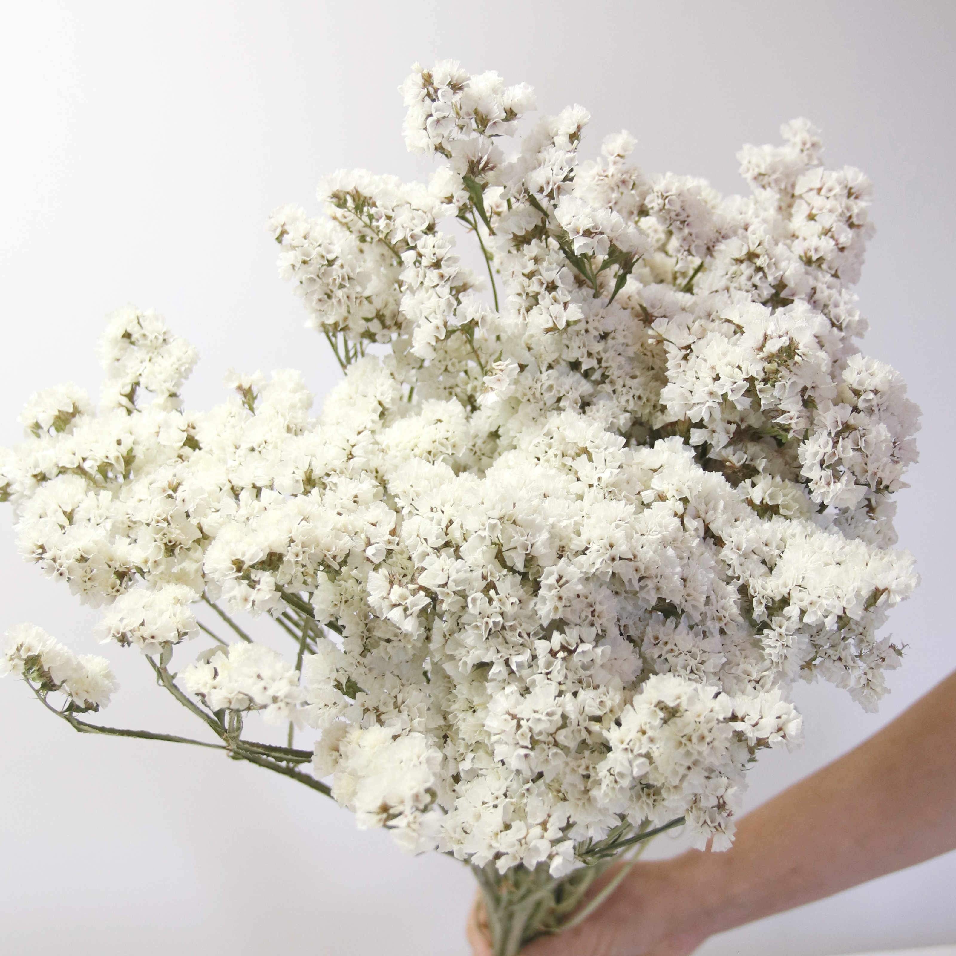 Statice blanc séché