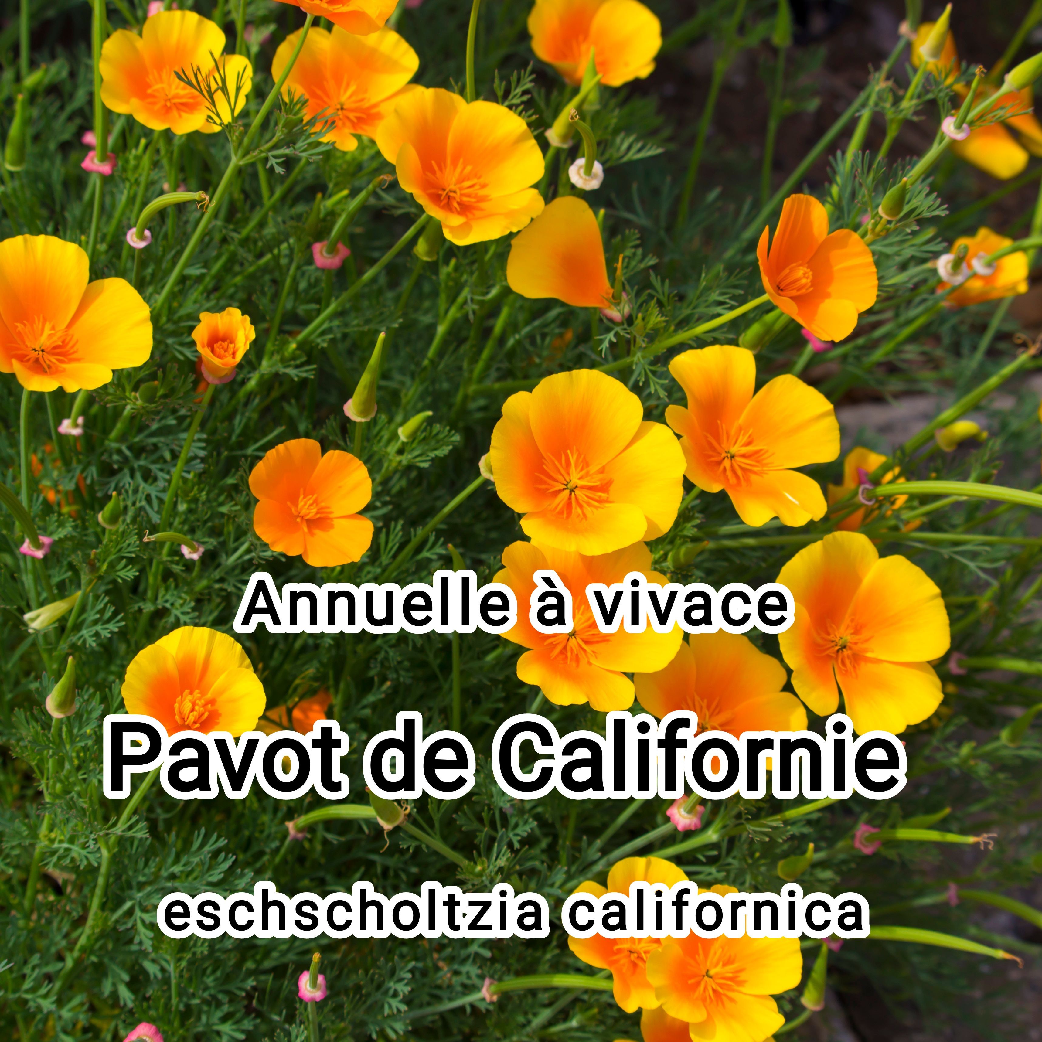 Plant Pavot de Californie "Eschscholzia californica" bio