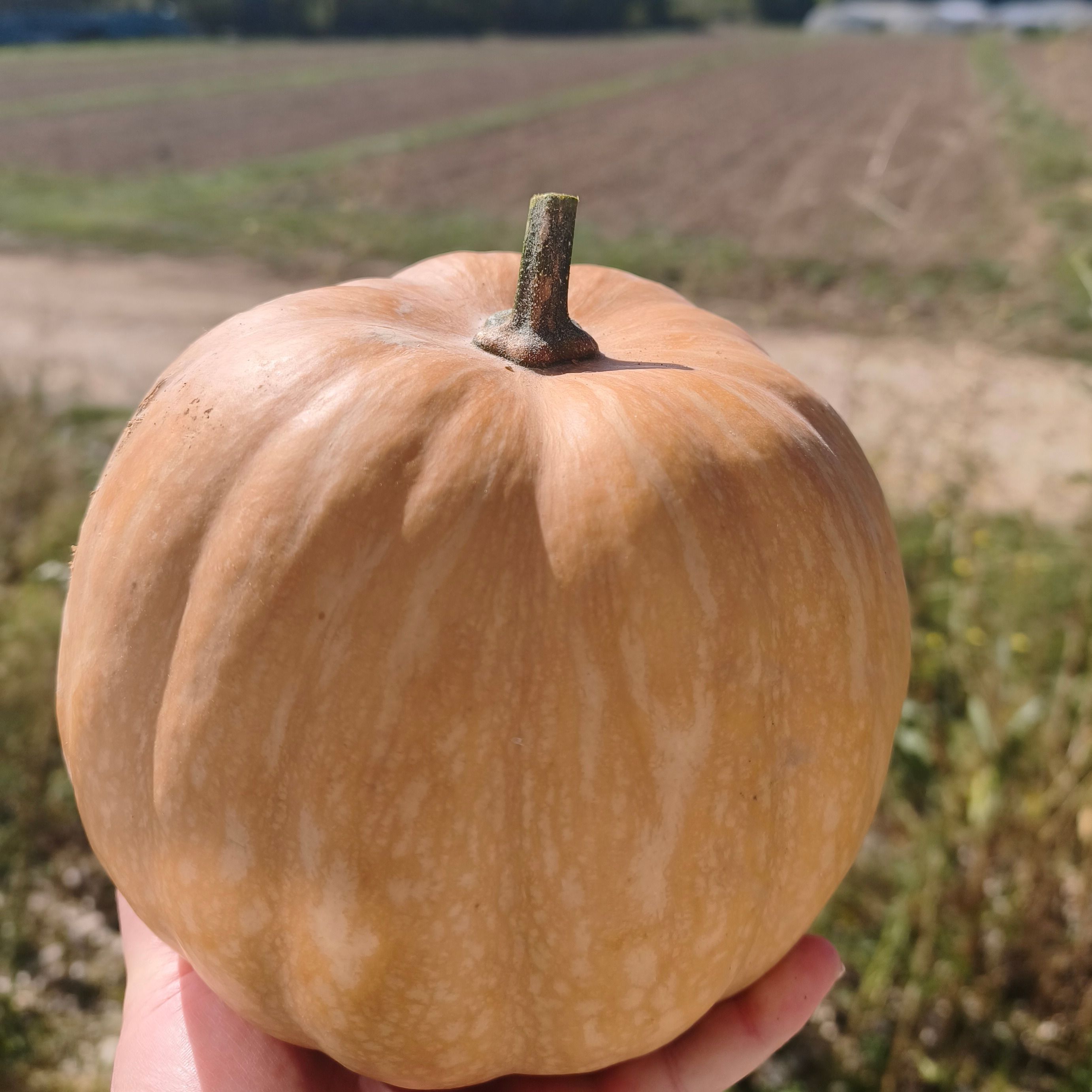 Courge Carat