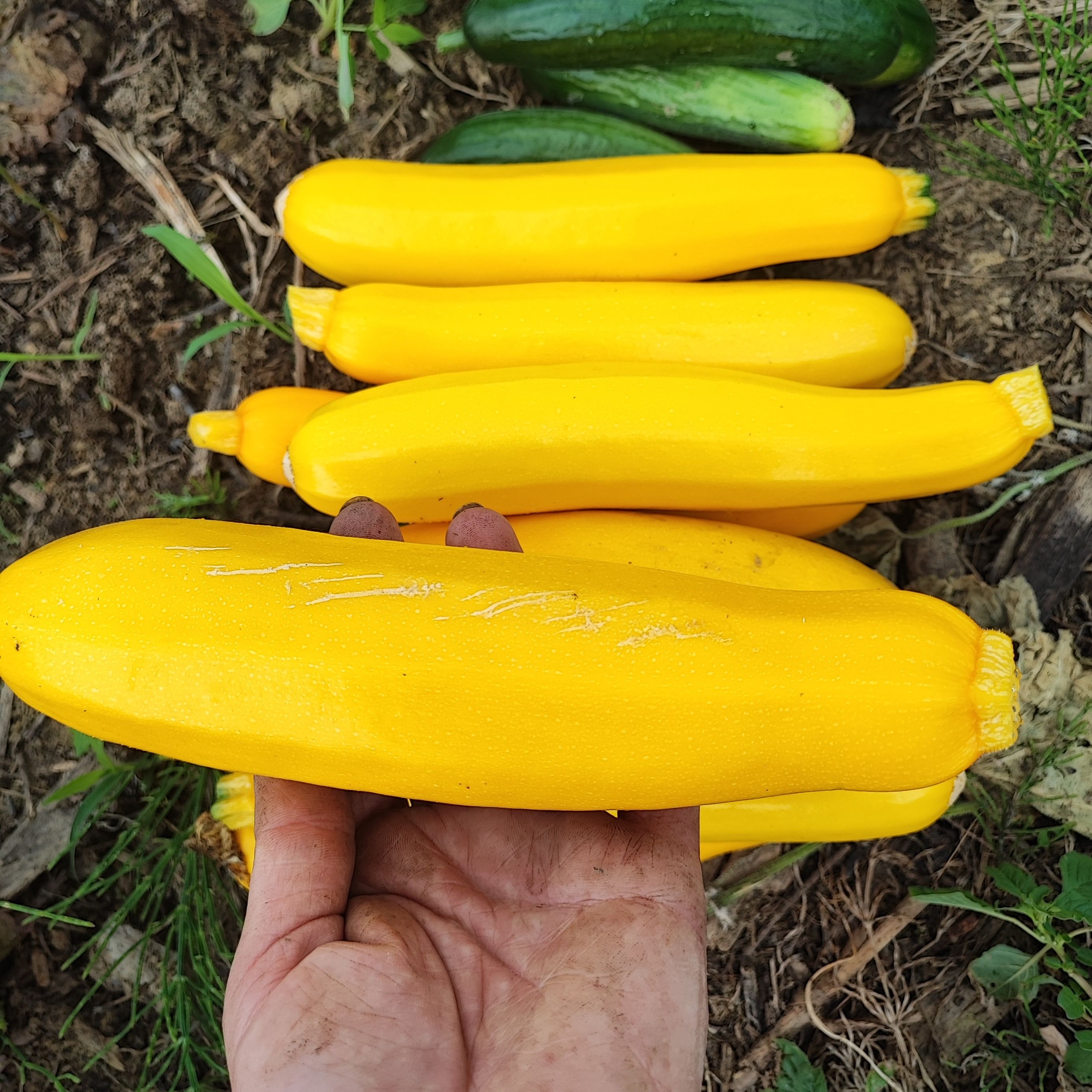Courgettes jaune