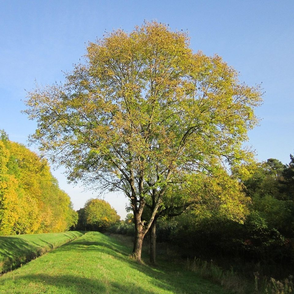 Frêne commun (Fraxinus excelsior)