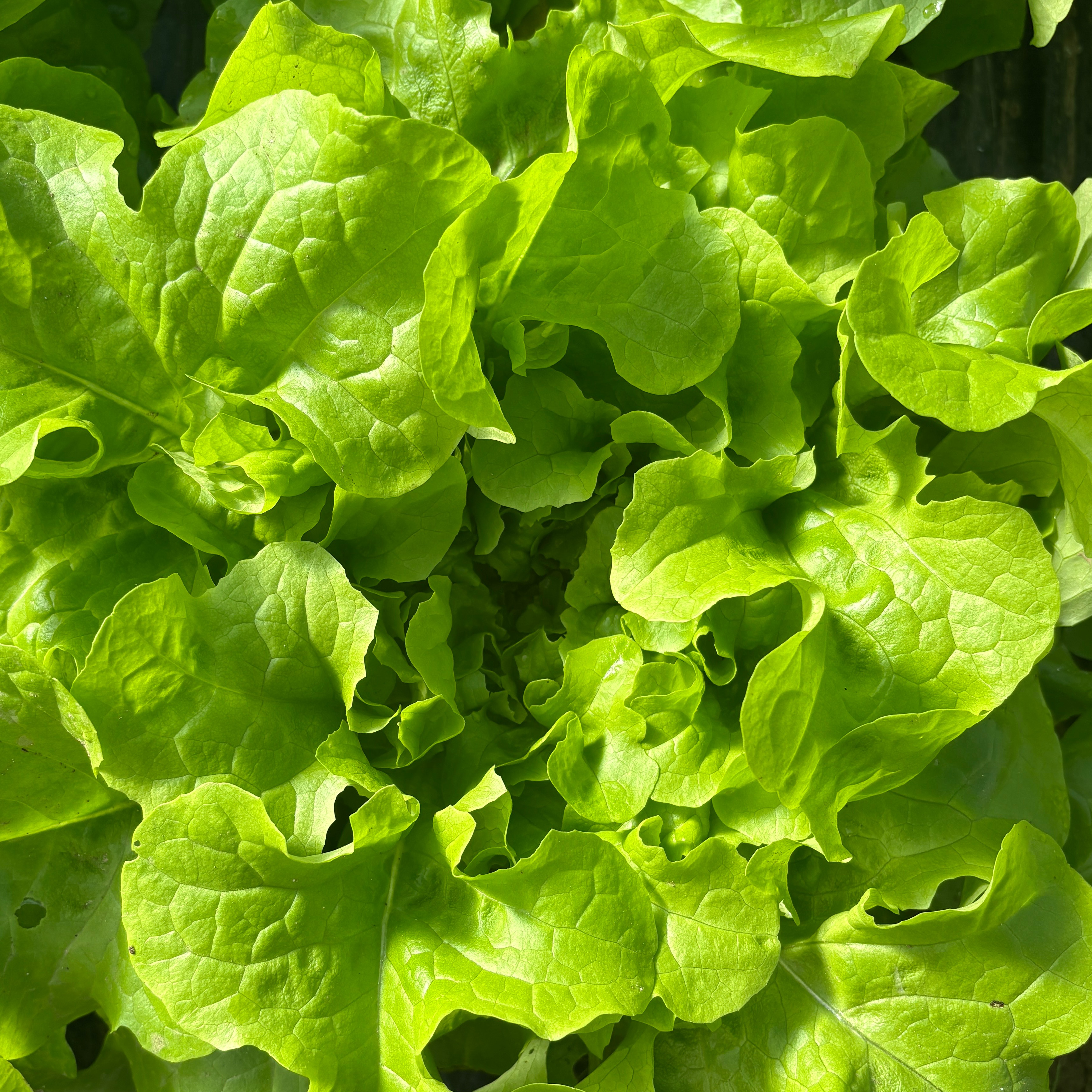 Salade Feuille de chêne blonde