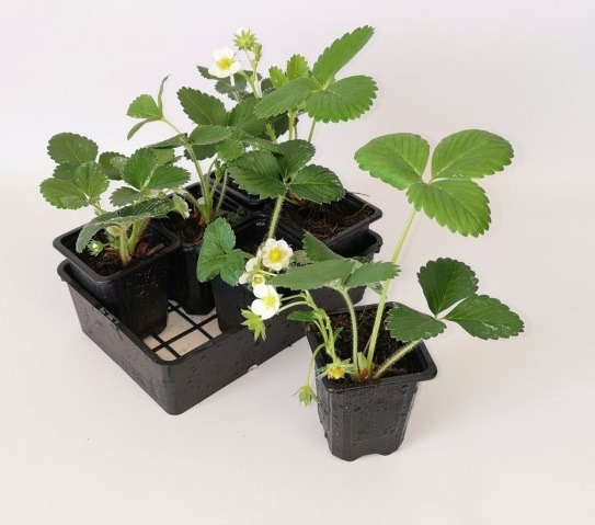 Plant de Fraisiers