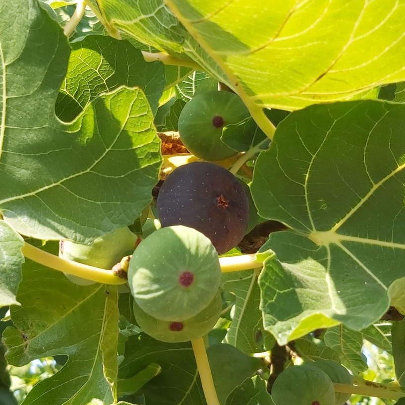 Figuier 'Violette de Solliès’ Pot 3L