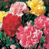 Oeillet des fleuristes – Dianthus caryophyllus - 1l