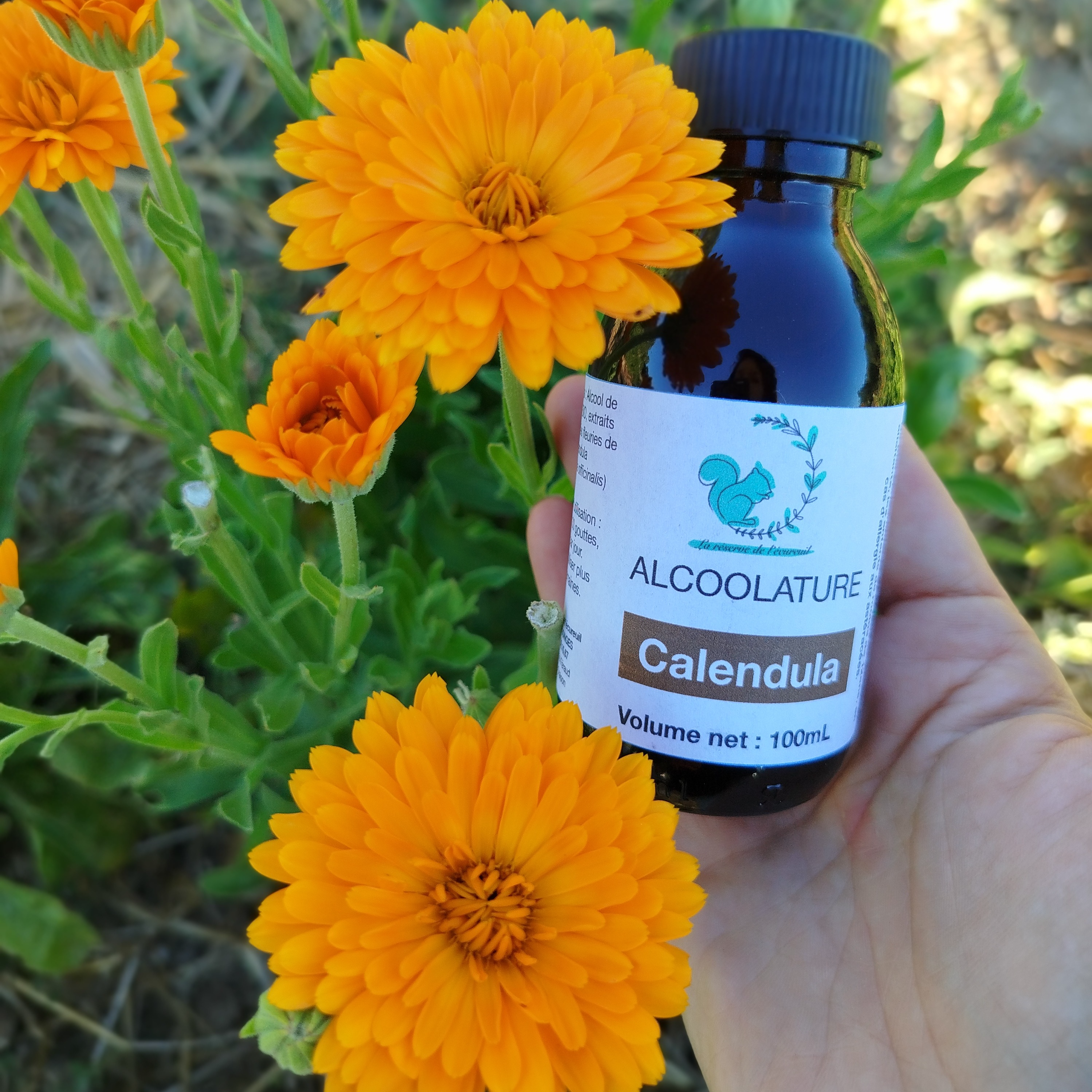 Alcoolature Calendula