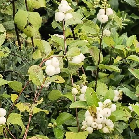 Symphorine -  Symphoricarpos doorenbosii "White Hedge"