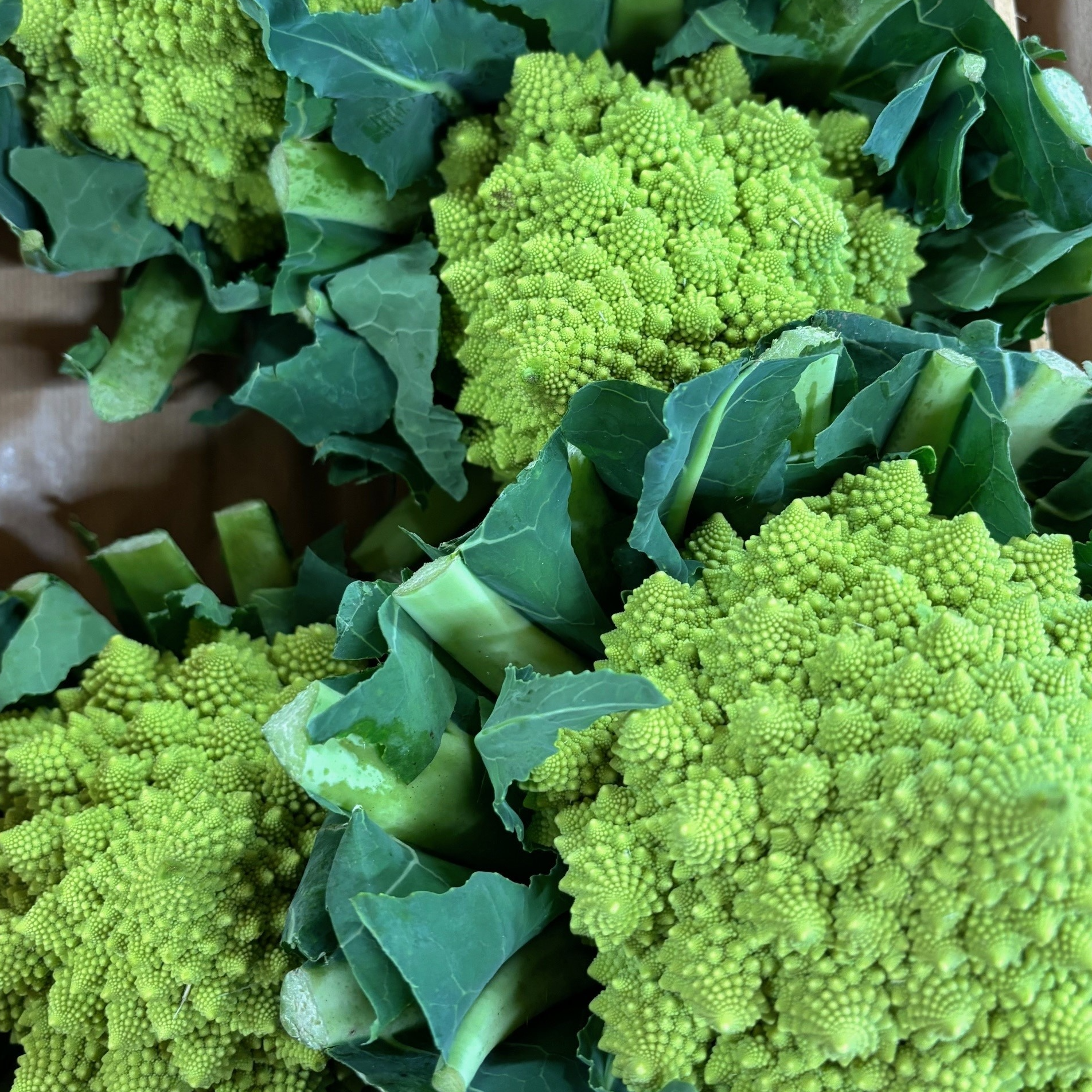 Chou Romanesco