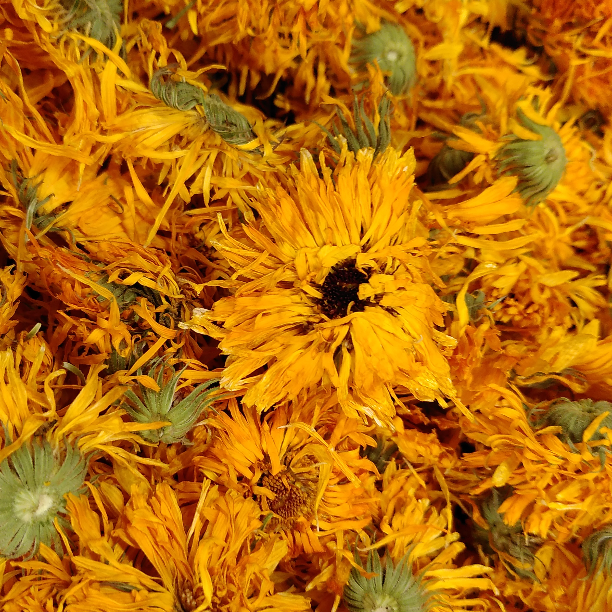 INFUSION SIMPLE CALENDULA - 20g