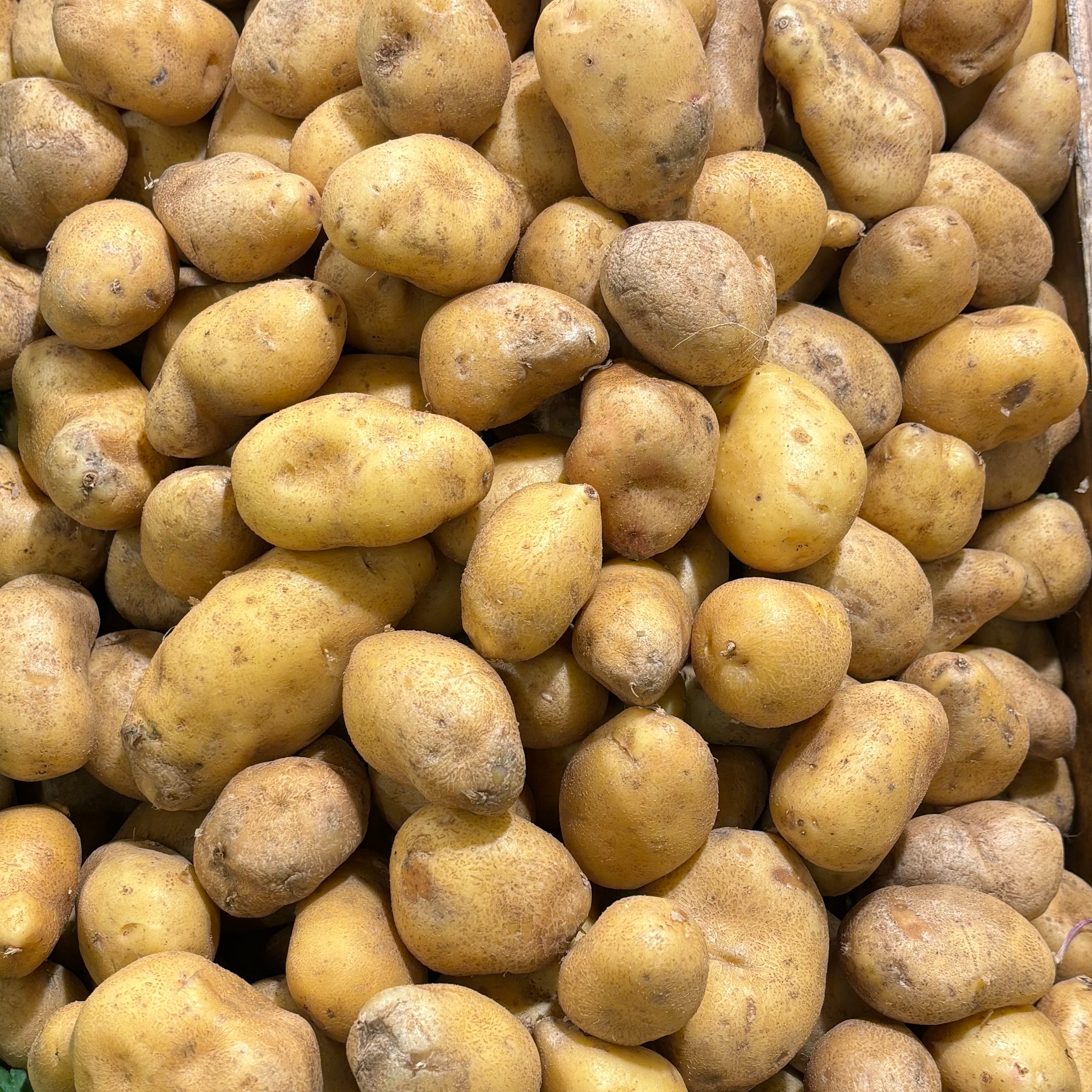 Pomme de terre "Charlotte" Bio