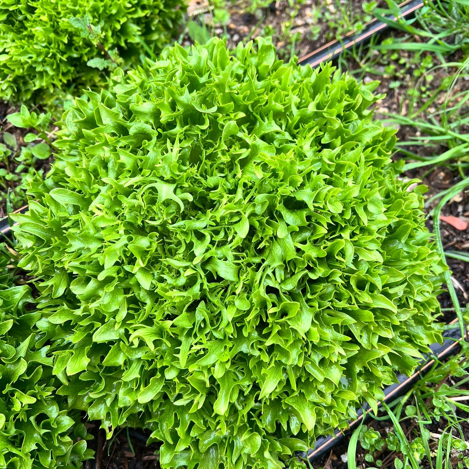 Batavia blonde frisée